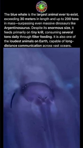 Blue Whale Is The Largest Animal Ever To Exist Exceeding 30 Meters In Length And Up To 200 Tons