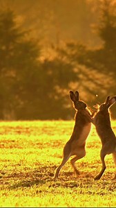 European hares fighting in early morning light. Unlike most (including myself before I did a little research) might think, the “boxing” between hares is usually not courtship display between two males but instead a female hare getting annoyed enough of a male chasing her and politely showing that she’s not interested. This clip is slowed down 50% so the actual fight was two times faster. | Soosseli Wildlife Photography