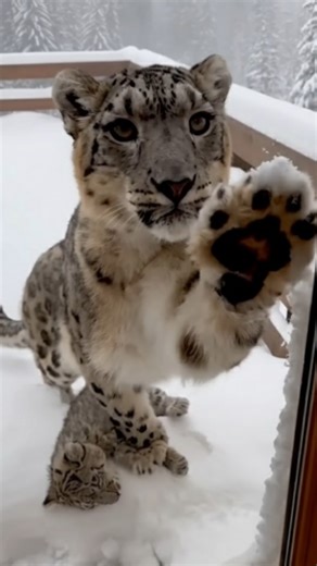 𝐘 𝐀 𝐌 𝐀 𝐓 𝐎 🪽 on Instagram: "The Silent Plea in the Snow The Alaskan winter sun was dipping below the horizon, painting the endless white tundra in shades of bruised purple and gold. Yamato, a native Alaskan known for his deep connection to the frozen land, was chopping wood outside his cabin when the air suddenly changed. The usual silence of the woods was replaced by a low, desperate huffing. Emerging from the shadows of the pine trees was a magnificent snow leopard. Her thick, silver-g