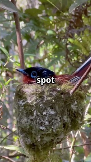 Madagascar: 1-Minute Wonders