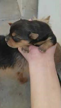 Chihuahua, Yorkie mix puppies