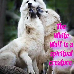 4.2K views · 167 reactions | Hi guys I made you a slideshow with white wolves I hope you enjoy it And you have a great week  | Beautiful Pictures Of Wolves | Facebook