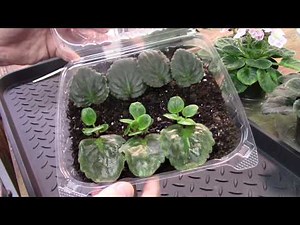 African Violets..............pulling babies and planting #1