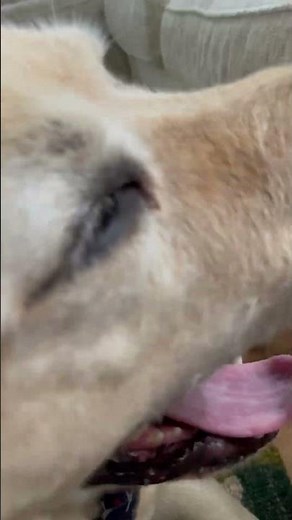 Show the paws good doggy