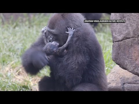 Endangered baby gorilla dies six days after birth
