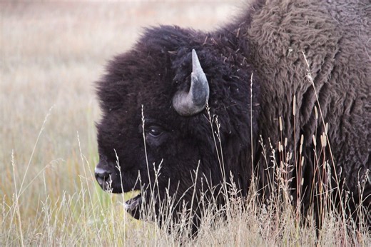 Trump administration targets bison on federal grazing lands