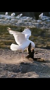 93K views · 1.2K reactions | poor bird attack by other | Animals Attack | Facebook