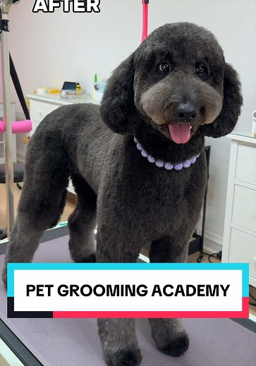 Pet Grooming Academy Opens: Behind-the-Scenes Doodle Groom