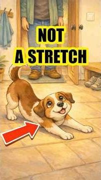 Your Dog Isn’t Stretching… Here’s Why 🐶
