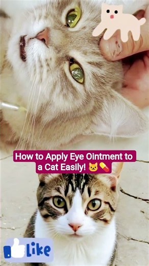 How to Apply Eye Ointment to a Cat Easily! 🐱💊