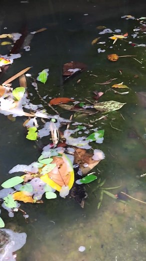 40K views · 626 reactions | Banded file snake "duhol" (Acrochordus granulatus) Non-venomous/walang kamandag | MAK DON TV | Facebook