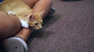 Looking to welcome a new furever friend into your home? 🐱 Rescued Treasures cat cafe, which organizers say is the first of its kind in Nevada, has opened its doors in Las Vegas! The cafe's goal is to help the cats get adopted by providing a more inviting space for people to visit with the animals. SEE MORE→http://bit.ly/2Kt4qwE | Las Vegas Review-Journal