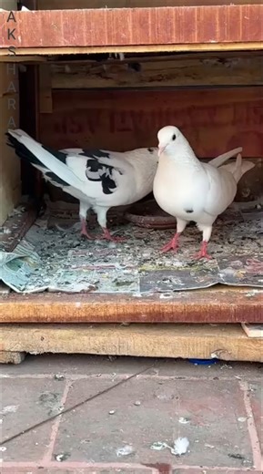 High flyer racing pigeon🕊️ old collection😃😃😃 #shorts #race #fishing #animals