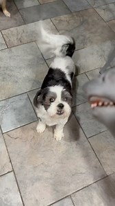 YEAH! | The Shark Puppet