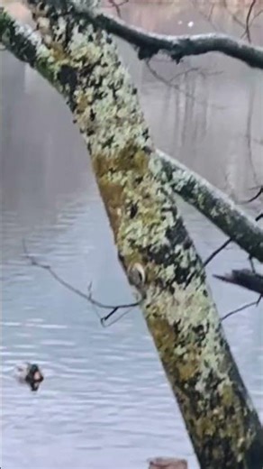 Strange little bird look like a mice, Climing tree- Norway November