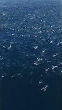Orca Speed How Fast Can They Swim