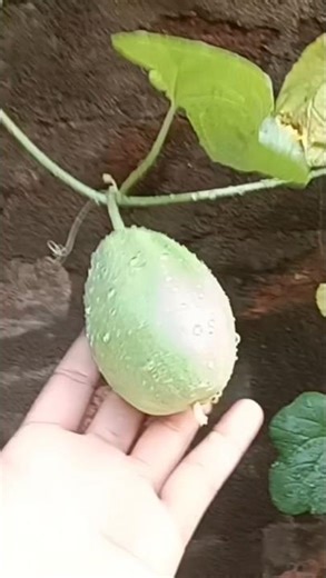 Growing yellow cucumber at home
