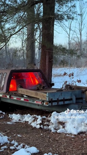 Exploring Our Feral Cat Colony at the Sanctuary