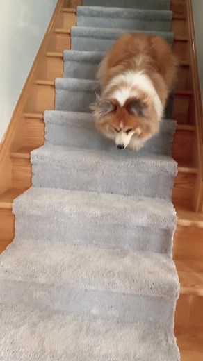 hudsonthefluffycorgi on TikTok