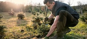 When Should You Plant a Christmas Tree? | DoItYourself.com