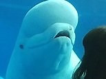 Beluga whale has hilarious reaction to people looking at him in zoo