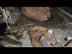 Come and See My Cow on the Farm 🐄🐮#animals #cows #farmer