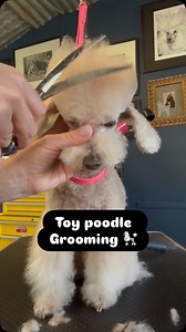 1.8K views · 126 reactions | Gigi the toy poodle has a #5 blade cut...