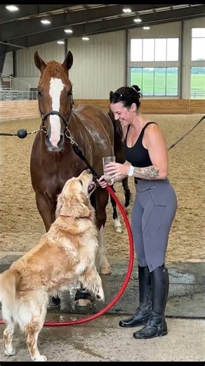 Smart dog brings a glass of water for a woman to drink #horse #nature #love #anima