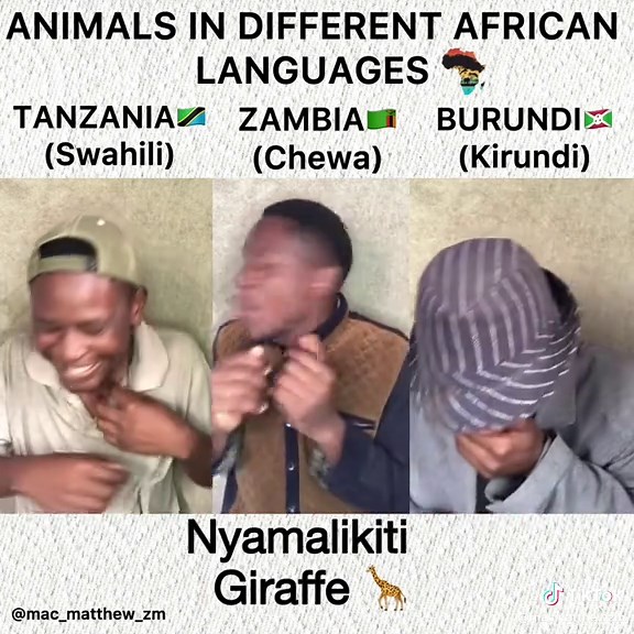 Animals Across African Languages: A Fun Exploration