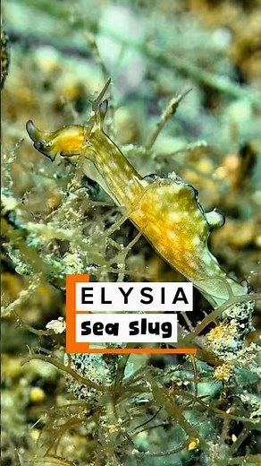 What happens to Elysia sea slug if it loses its head? #philippinesdiving #underwatervideo