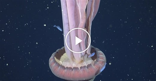 Rare Giant Phantom Jelly Spotted in Deep Waters Near Argentina