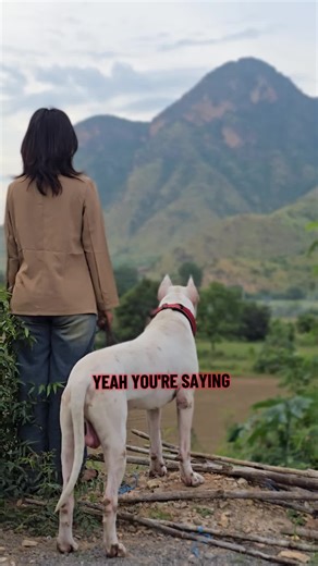 #hummer #dogoargentino #dogoargentino🔥 #waizaw