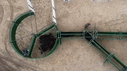 1.8K views · 11 reactions | The Easy Flow Adjustable Cattle Alley is designed for effective cattle flow, no matter what size livestock you are working with. Featuring cradle-shaped sides to keep cattle from turning back and piling up in the alley, the Easy Flow Cattle Alley simplifies daily life in your operation. For more information, visit https://arrowquip.com/cattle-equipment/cattle-alleys/easy-flow-alley. | Arrowquip | Facebook