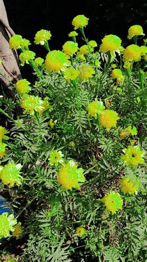 Galaxy gallery / gena flower 🌼 🌸