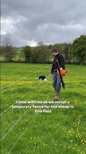 Installing a Temporary Fence for Sheep