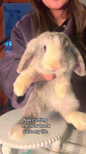 Bunny nail trimming time! Life is way easier with the new hack #bunny #bunnynails #nailscute #nailtech #nailcutter