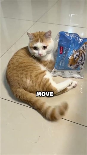 Cat Mistakenly Embraces Inner Tiger on Water Bottle Packaging 🐅😂