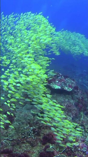 Bright yellow snappers in schools @ Nusa Penida