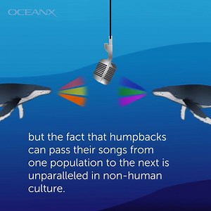 18K views · 172 reactions |  Sound on  In 1970, Dr. Roger Payne...