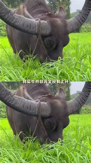 Unleashed Truth: Why Dogs Bark Like Cattle