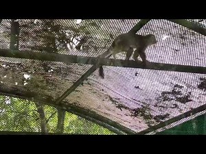 Monkey Walking in a Zoo Cage | A Glimpse of Wildlife in Captivity