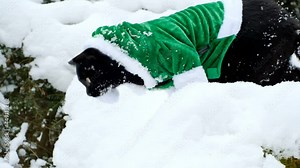 Elf cat. Christmas for pets.Black cat in a green elf costume in a winter snowy forest.slow motion. Santa's pets. Christmas and New Year holidays. High quality 4k footage