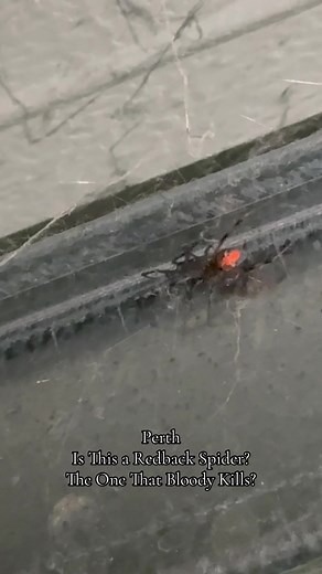 Understanding Redback and Huntsman Spiders in Perth