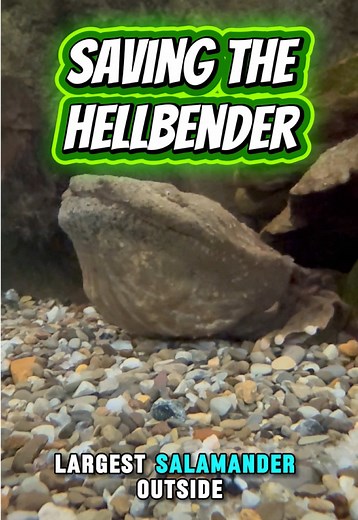 Conserving the Hellbender: A Vital Amphibian Effort