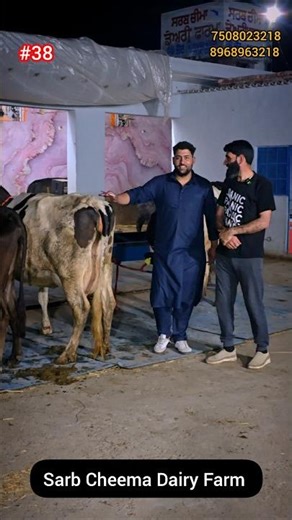 Farmers from Kashmir came and completed the selection of cows in a single day! Sarb Cheema Dairy ...
