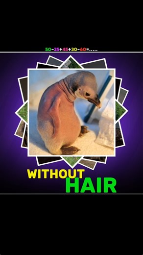 This Is What Animals Look Without Fur 😖