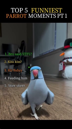 👉 Top 5 Funniest Parrot Moments Ever 😂