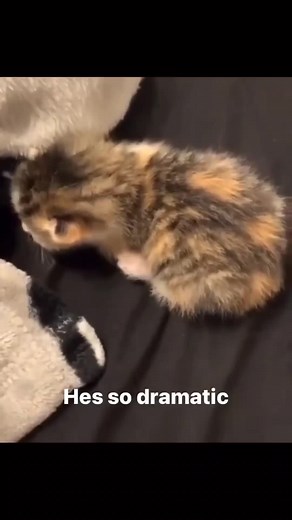 Dramatic Cat Compilation: Funny and Dramatic Kitties