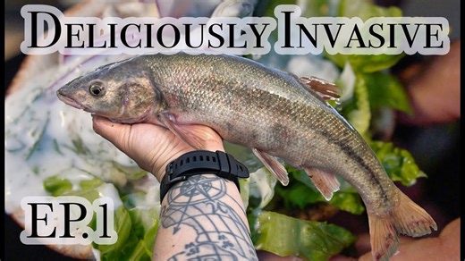 Brand new series: Deliciously invasive