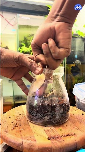 Looks like a meth lab jar… but sorry, it’s just plants doing photosynthesis #terrarium